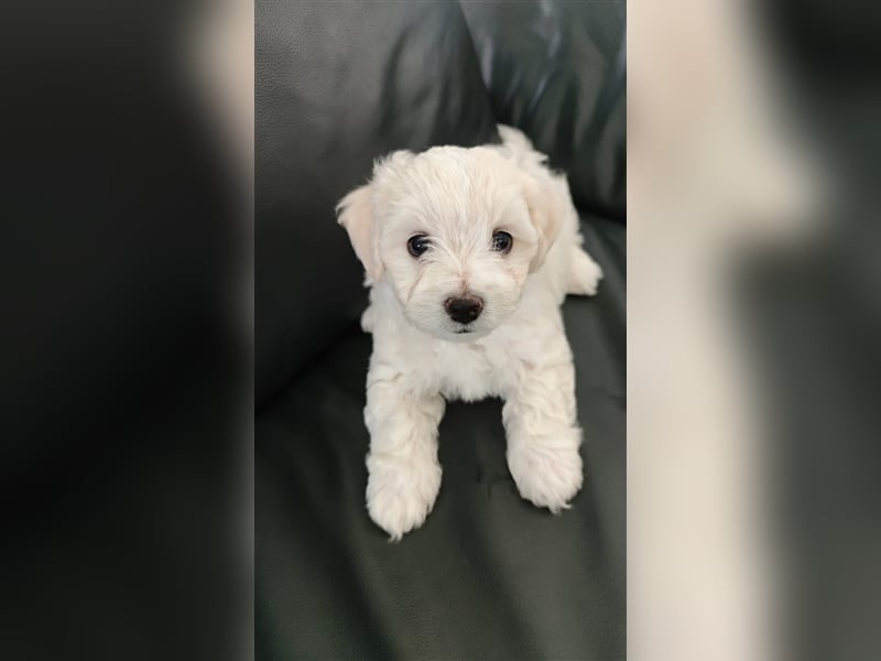 Herzensbrecher suchen ein liebevolles Zuhause: 2 Bichon Frise Welpen (Rüden) zu Verkaufen