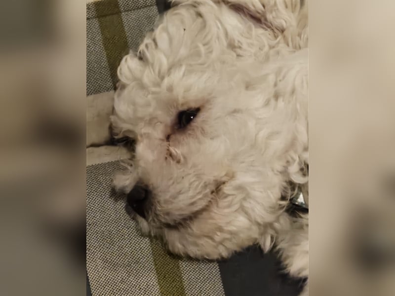 Süße Fellnasen Bichon Frise Welpen