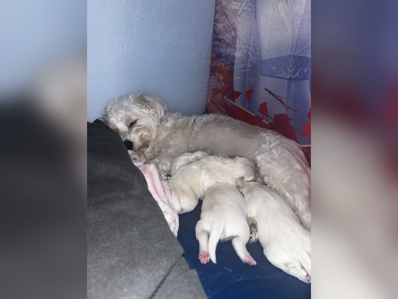 Bichon malteser welpen