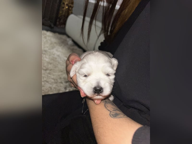 Bichon malteser welpen