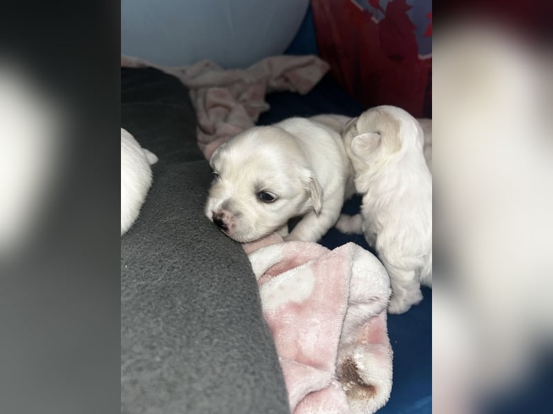 Bichon malteser welpen