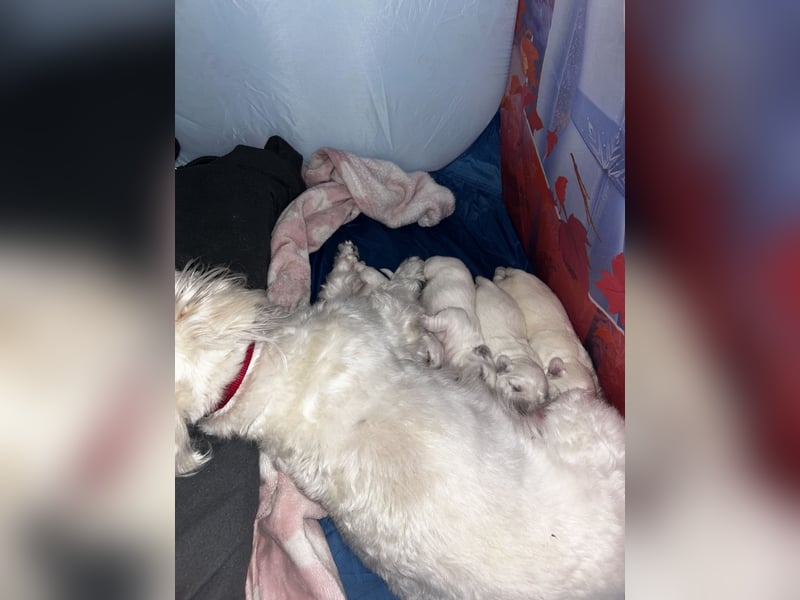 Bichon malteser welpen