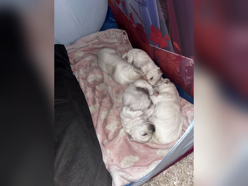 Bichon malteser welpen