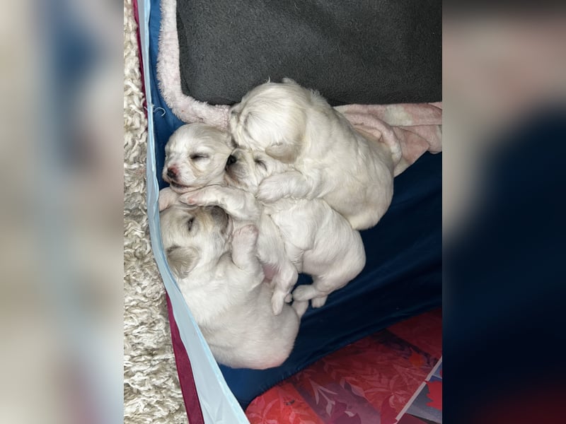 Bichon malteser welpen