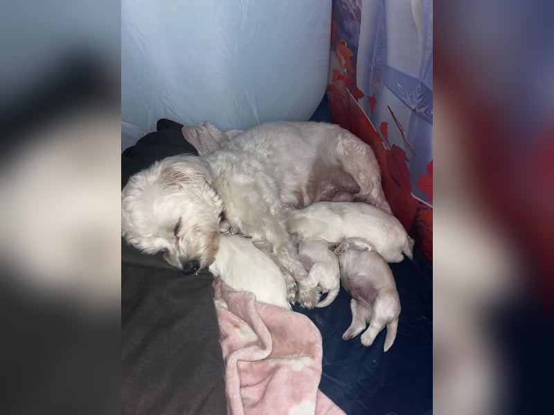 Bichon malteser welpen