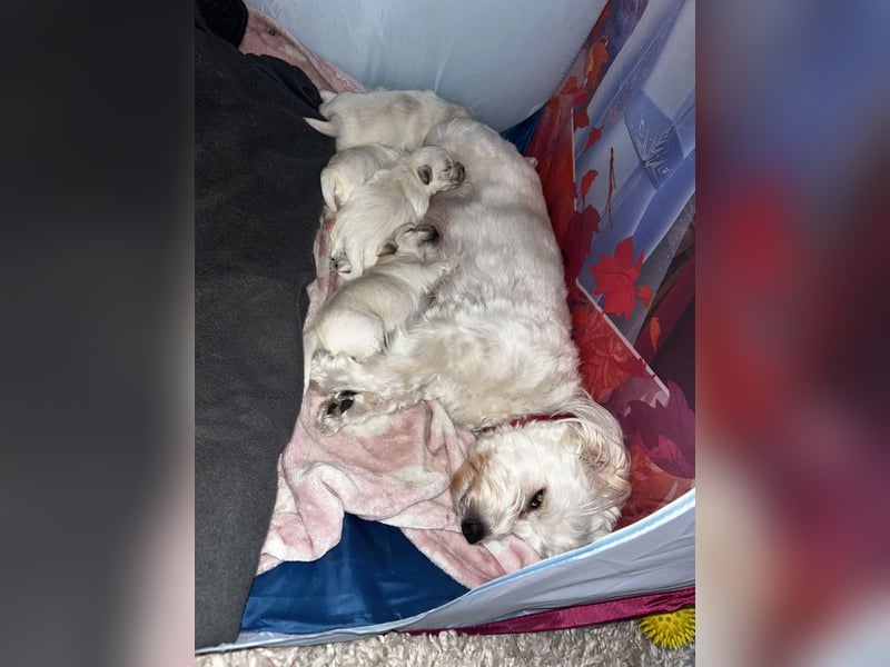 Bichon malteser welpen