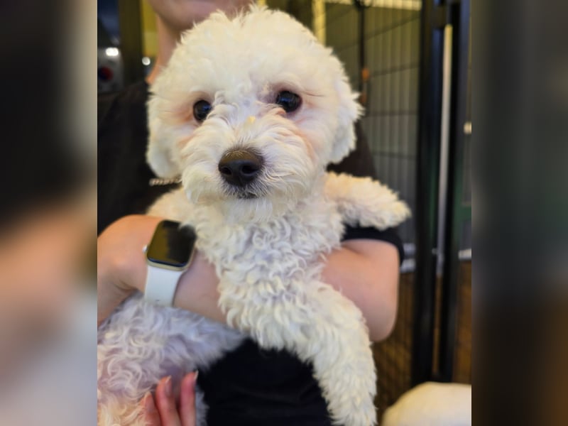 Ttabong - Bichon Frise zum verlieben <3 kleiner Charmeur