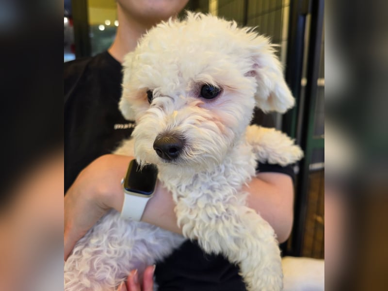 Ttabong - Bichon Frise zum verlieben <3 kleiner Charmeur