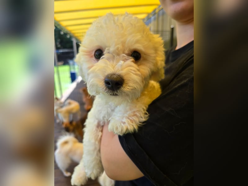 Ttabong - Bichon Frise zum verlieben <3 kleiner Charmeur
