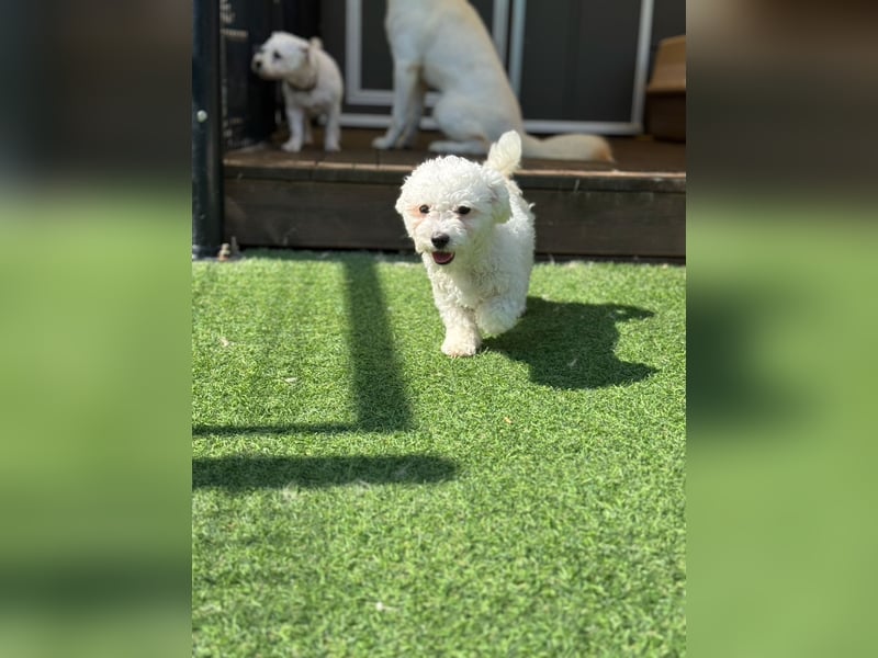 Ttabong - Bichon Frise zum verlieben <3 kleiner Charmeur