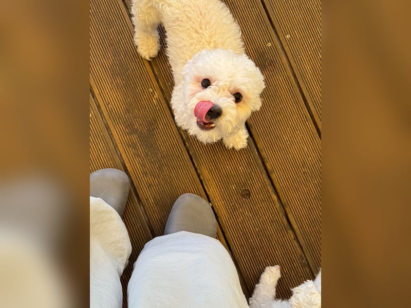Ttabong - Bichon Frise zum verlieben <3 kleiner Charmeur