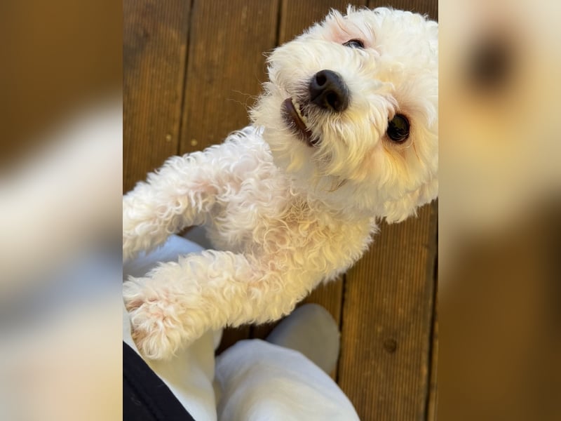 Ttabong - Bichon Frise zum verlieben <3 kleiner Charmeur