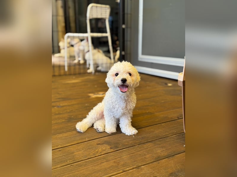 Ttabong - Bichon Frise zum verlieben <3 kleiner Charmeur