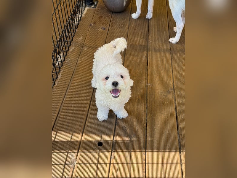 Ttabong - Bichon Frise zum verlieben <3 kleiner Charmeur