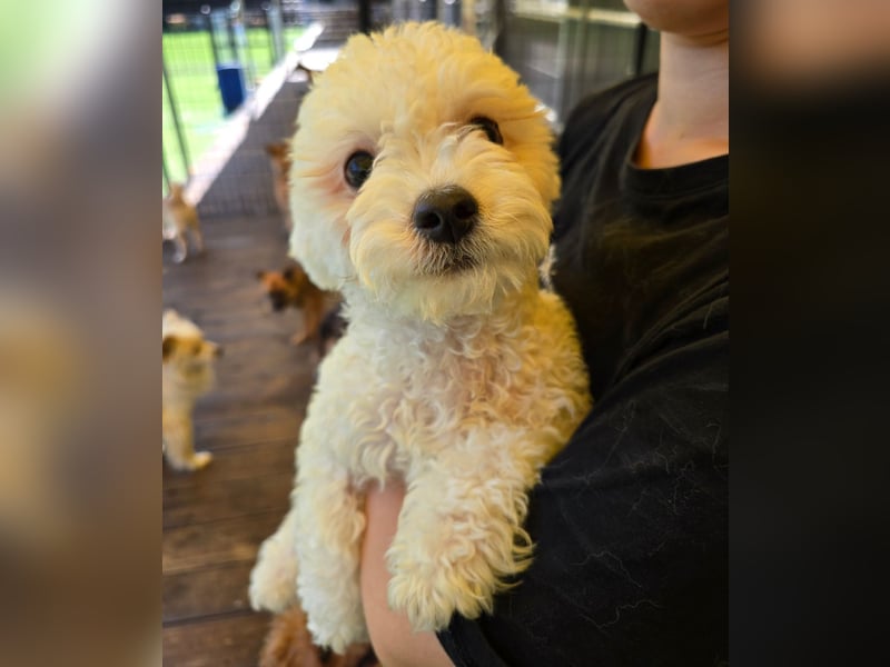 Ttabong - Bichon Frise zum verlieben <3 kleiner Charmeur