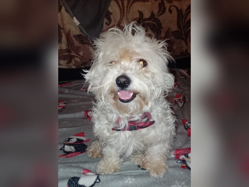 MAX, unser Bichon-Mix, sucht eine Familie....