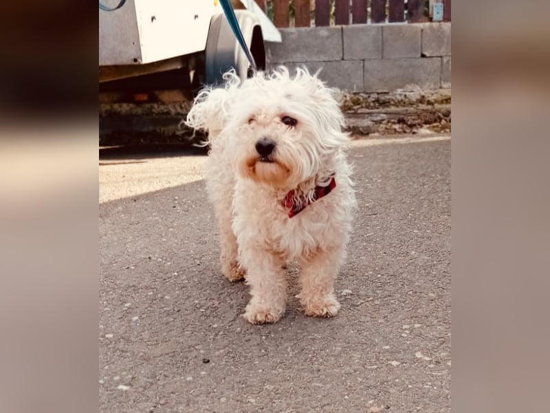 MAX, unser Bichon-Mix, sucht eine Familie....