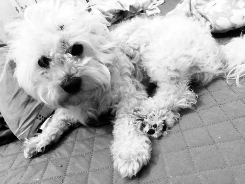 MAX, unser Bichon-Mix, sucht eine Familie....