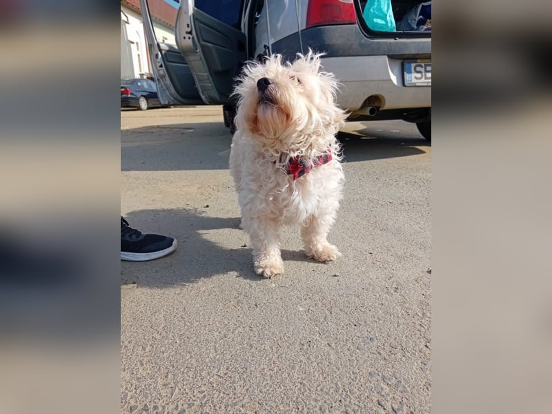 MAX, unser Bichon-Mix, sucht eine Familie....