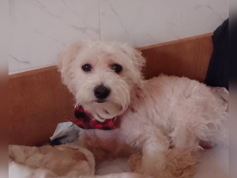 MAX, unser Bichon-Mix, sucht eine Familie....