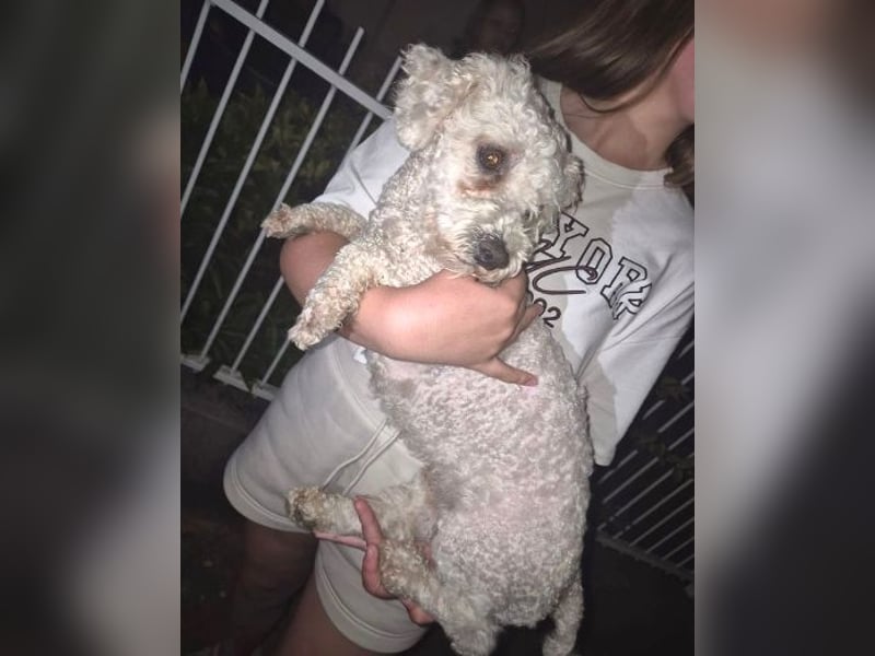 Bernd, Bichon Frisé-Mischling