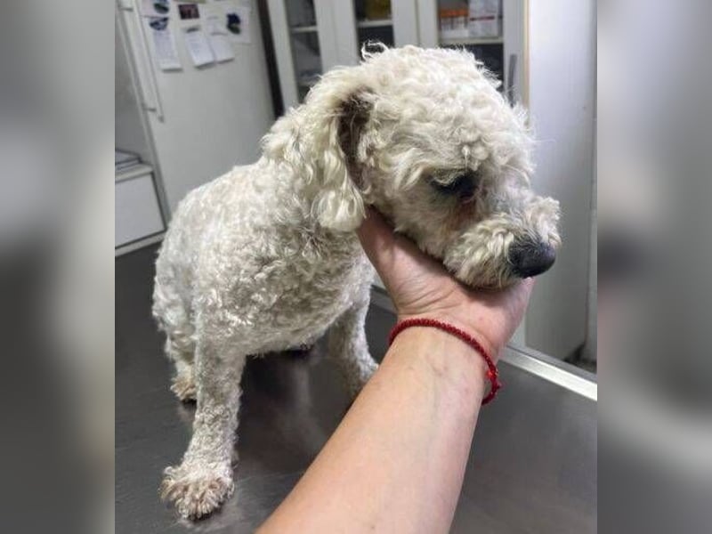 Bernd, Bichon Frisé-Mischling