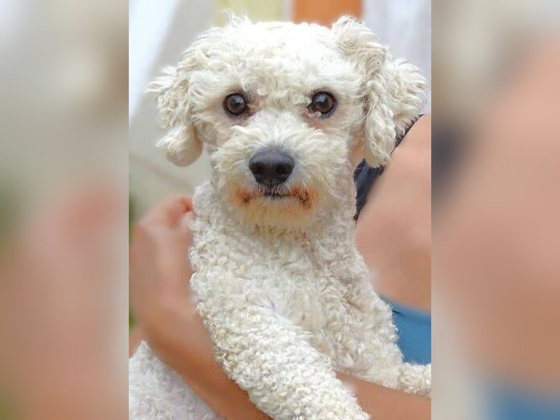 Bilbo, Bichon Frisé Mischling