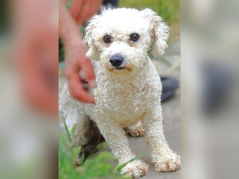 Bilbo, Bichon Frisé Mischling