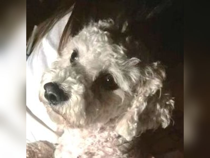 Bernd, Bichon Frisé-Mischling