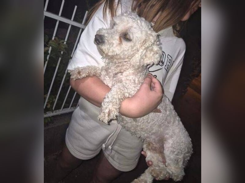 Bernd, Bichon Frisé-Mischling