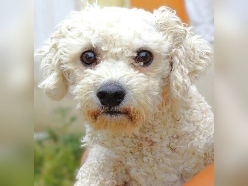 Bilbo, Bichon Frisé Mischling