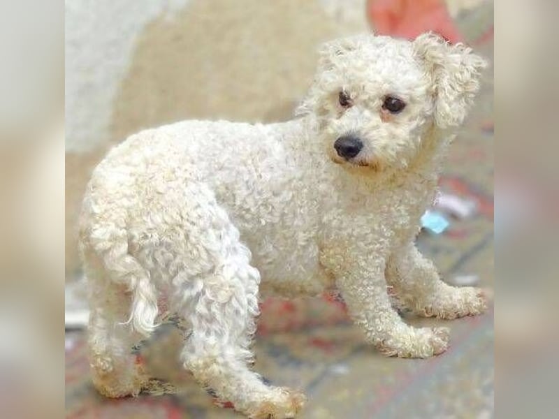 Bilbo, Bichon Frisé Mischling