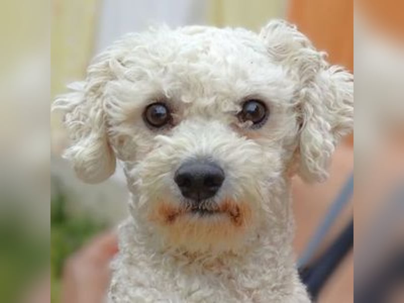 Bilbo, Bichon Frisé Mischling