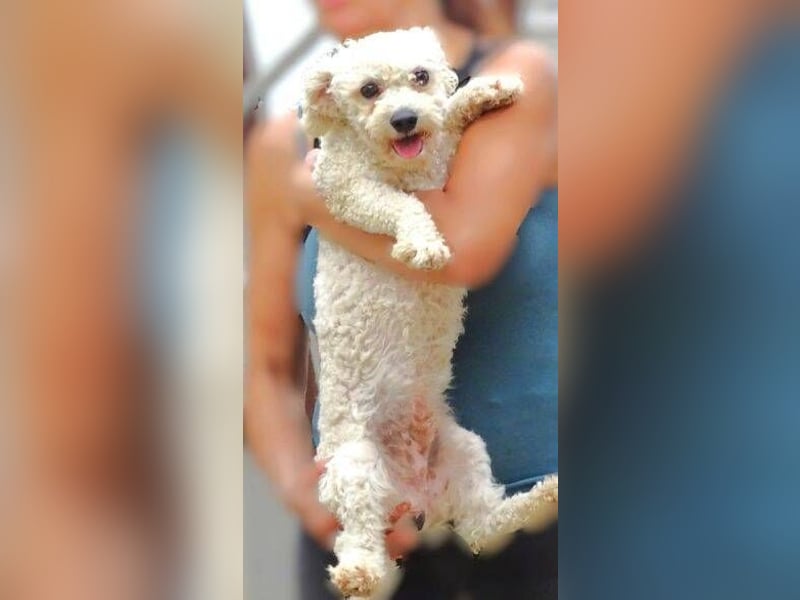 Bilbo, Bichon Frisé Mischling