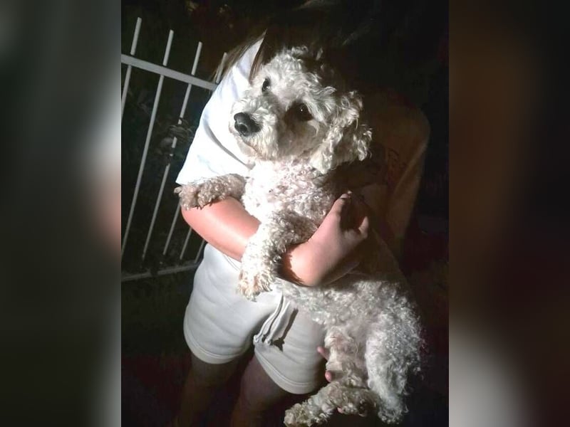 Bernd, Bichon Frisé-Mischling