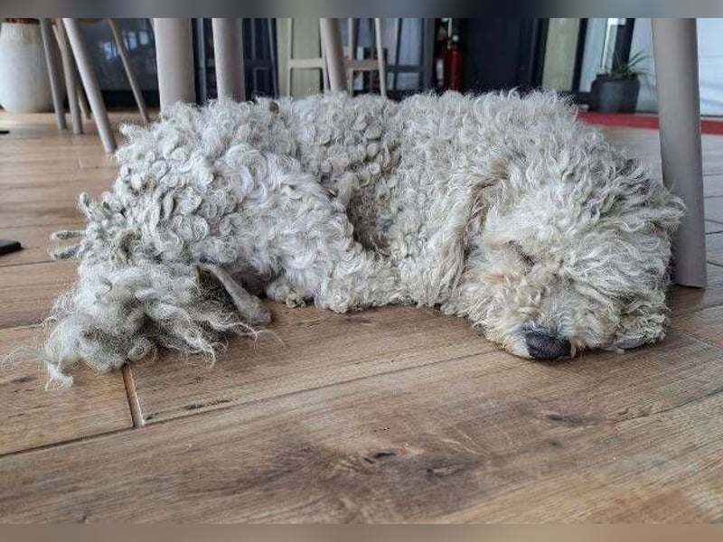 Bernd, Bichon Frisé-Mischling