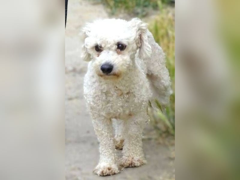 Bilbo, Bichon Frisé Mischling