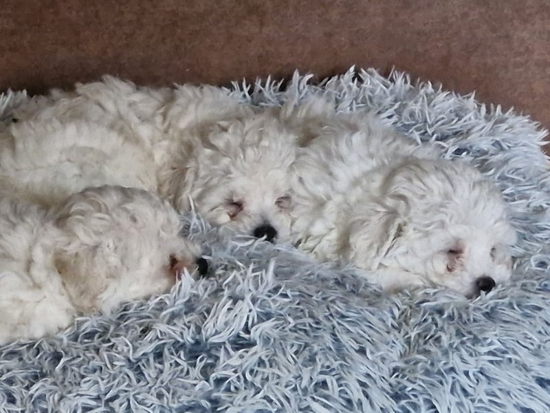 Bichon Frise Welpen Rassemischlinge