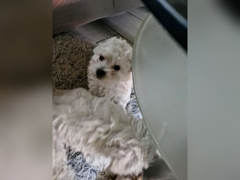 Süße, quirlige Bichon Frise Welpen