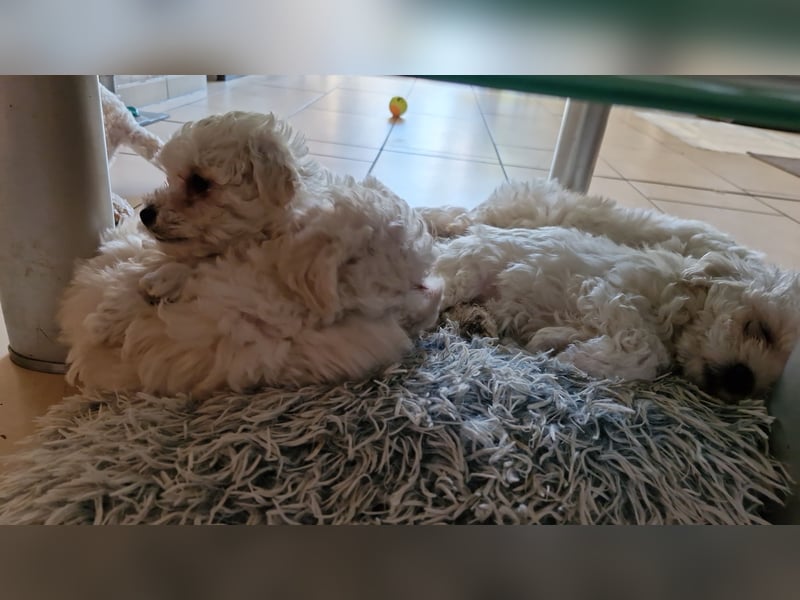 Bichon Frise Welpen Rassemischlinge