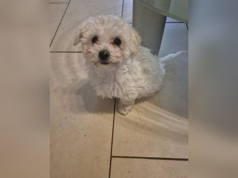 Süße, quirlige Bichon Frise Welpen