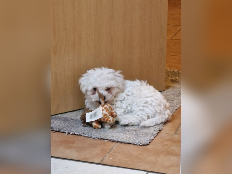Süße, quirlige Bichon Frise Welpen