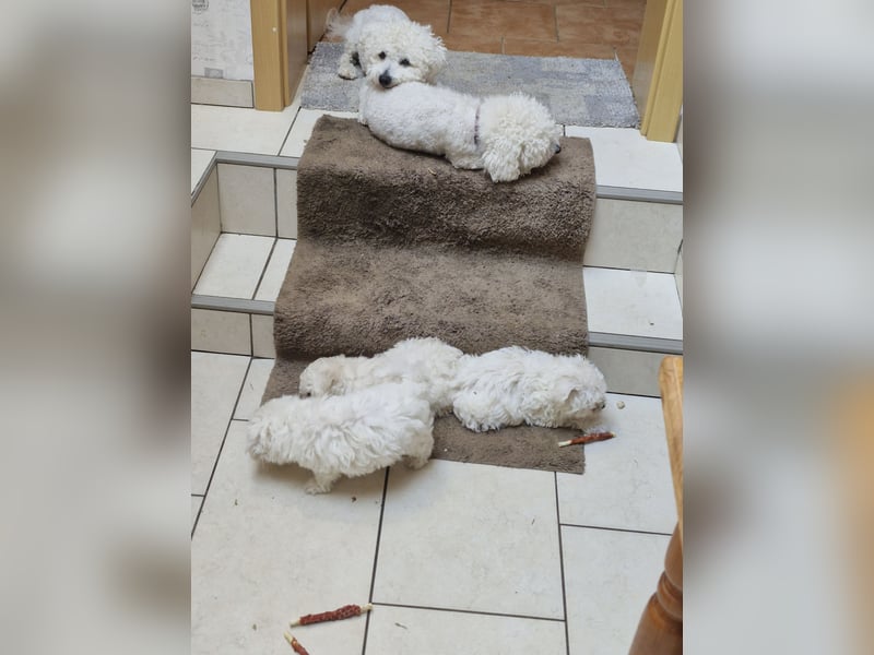 Bichon Frise Welpen Rassemischlinge