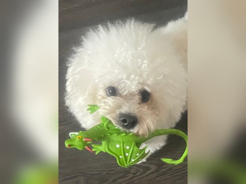 Bichon Frise Deckrüde