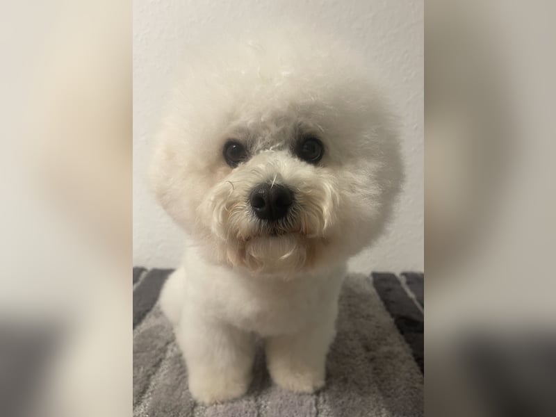 Deckrüde Bichon Frise