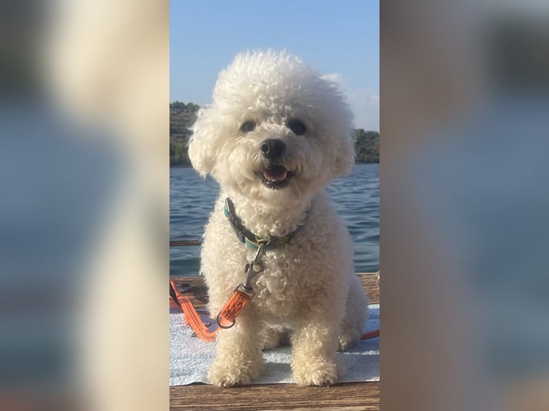 Bichon Frise Deckrüde