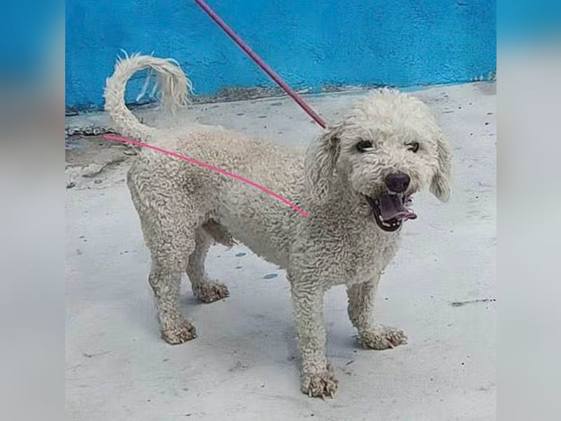 ❤️ lieber kleiner DARI - 4 Jahre, 30cm/9kg - Bichon-Mischling