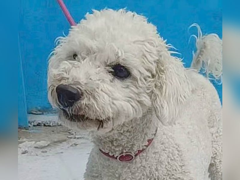 ❤️ lieber kleiner DARI - 4 Jahre, 30cm/9kg - Bichon-Mischling