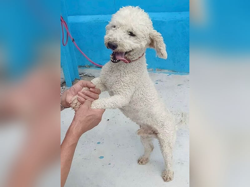 ❤️ lieber kleiner DARI - 4 Jahre, 30cm/9kg - Bichon-Mischling