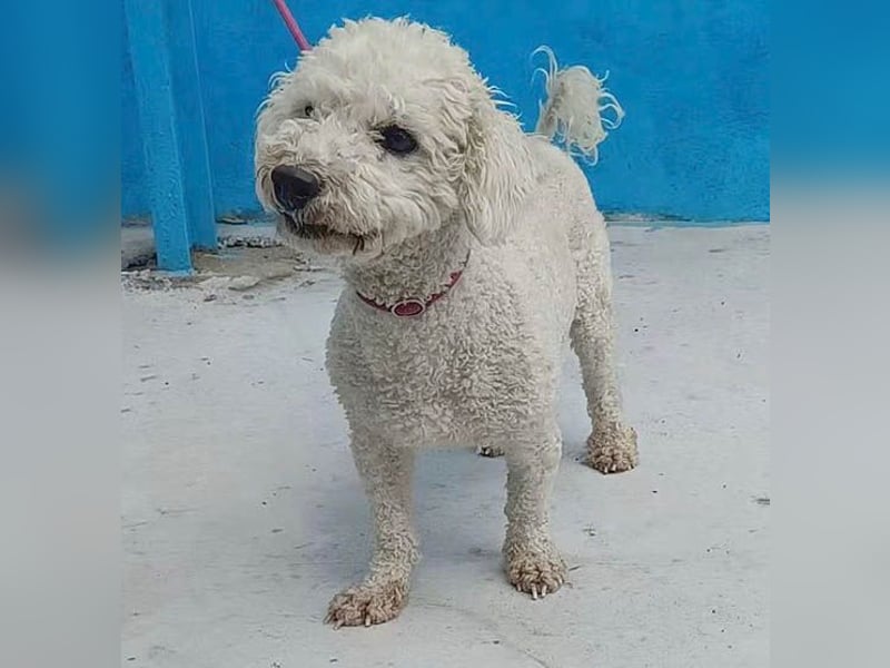 ❤️ lieber kleiner DARI - 4 Jahre, 30cm/9kg - Bichon-Mischling